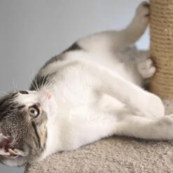 Timberlake Petmaker Cat Scratching Post With Perch 14 Timberlake Petmaker Cat Scratching Post With Perch -Home Decoration Series 52178936 13