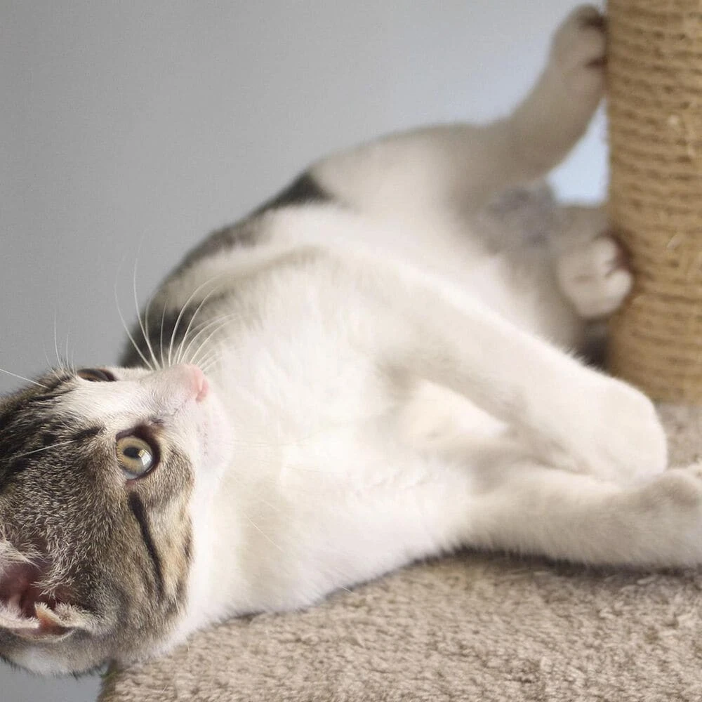 Timberlake Petmaker Cat Scratching Post With Perch 7 Timberlake Petmaker Cat Scratching Post With Perch - Image 5