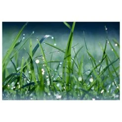 Timberlake Beata Czyzowska 'Morning Dew' 12" X 19" Canvas Art In Turquoise/Blue/Green/Black -Home Decoration Series 59927541 3