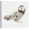 Lumaprints Owl 20" X 20" Wall Art In Multicolor