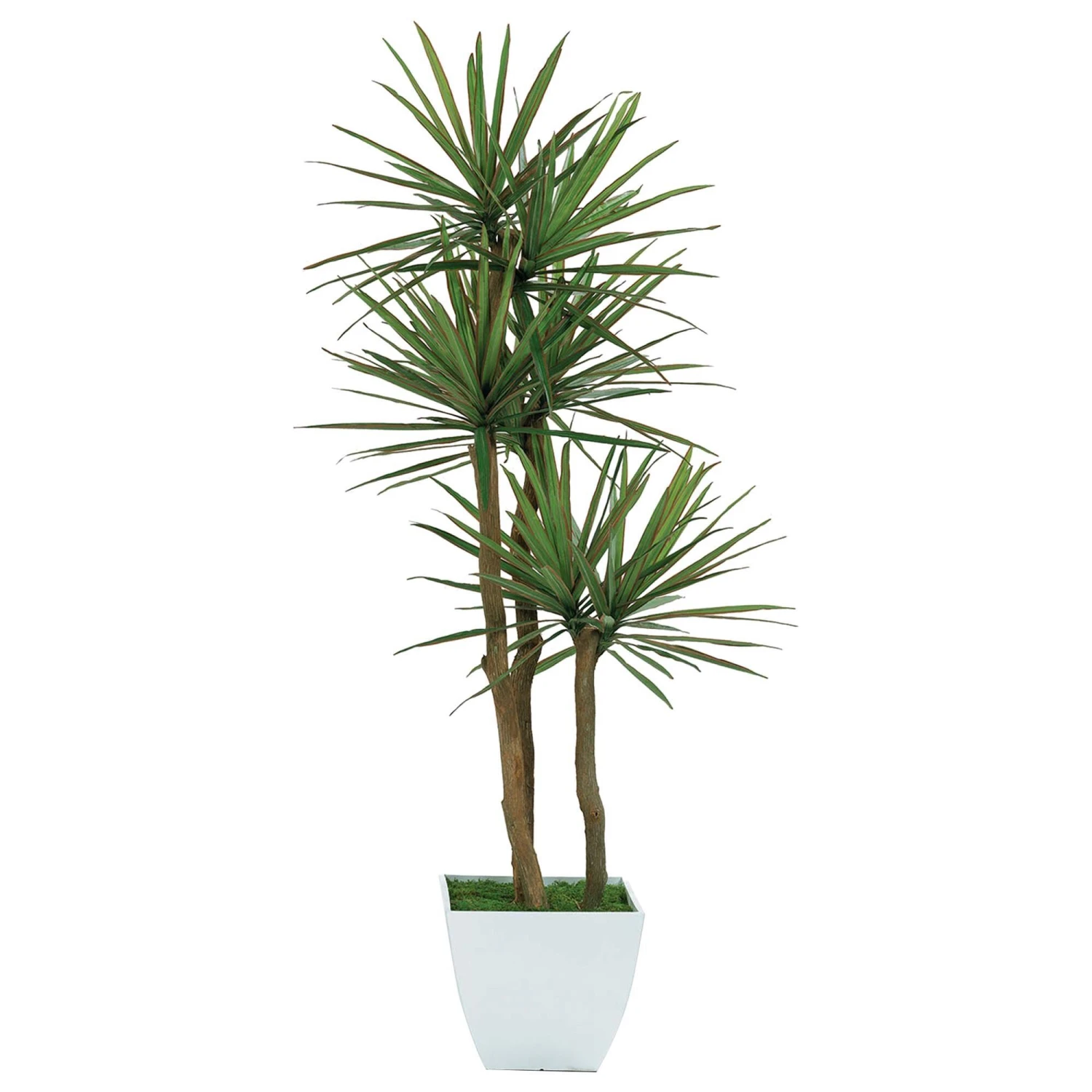 Treemasters 10' Value Plus Yucca Tree 3 Treemasters 10' Value Plus Yucca Tree